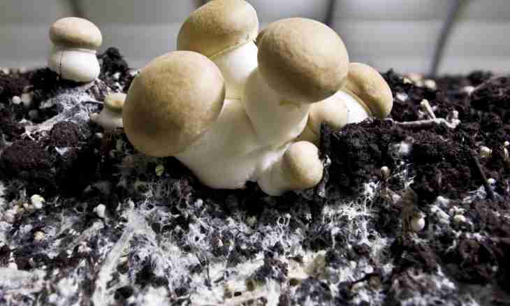 What mushrooms differ from plants in